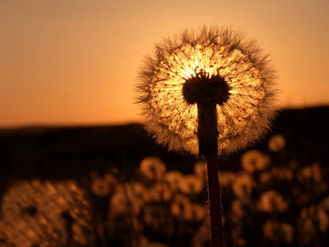 蒲公英pusteblume