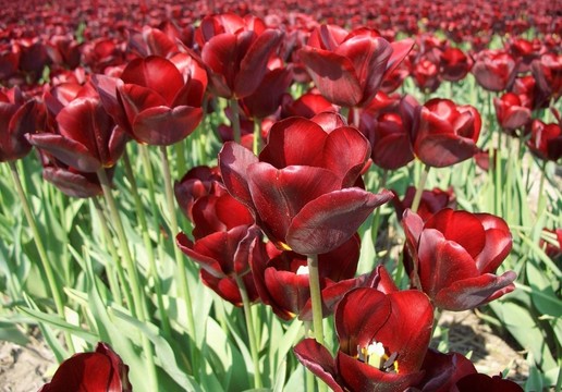 tulpenmeer