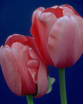 花園里的花