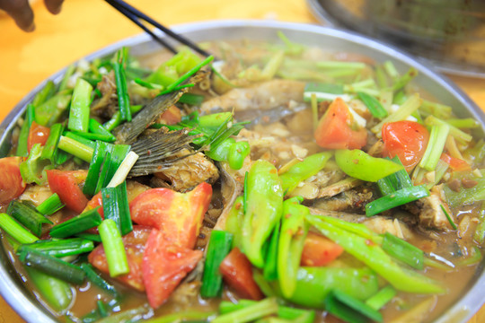 啤酒魚(yú)