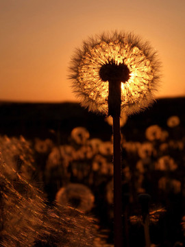 pusteblume 2