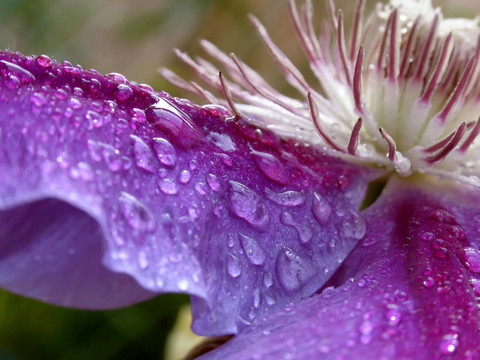 klematisblüTE 2—