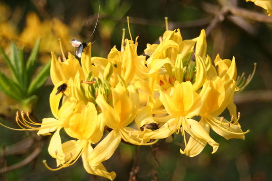 杜鵑花2