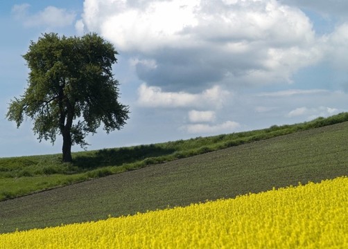 rapsfeld II
