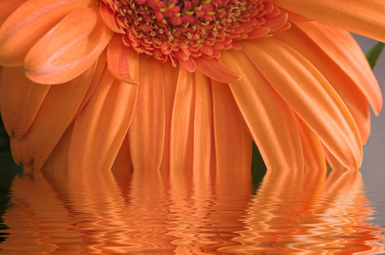 花卉