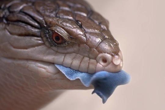 blauzungenskink