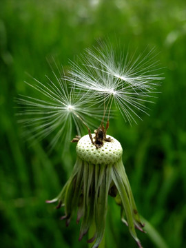 武器pusteblume