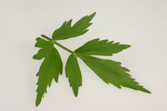 川芎