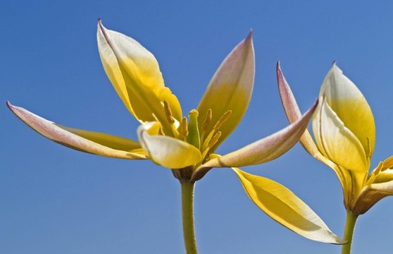 wildtulpe