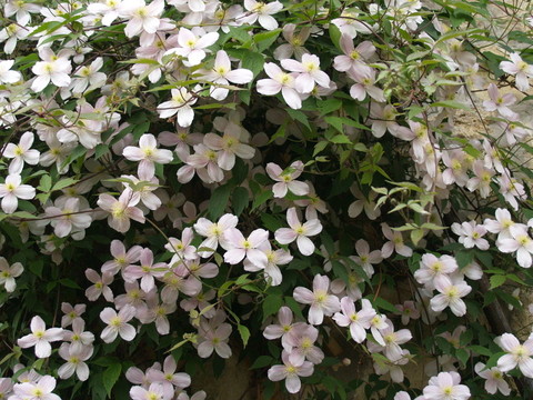 花（鐵線蓮？）