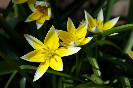 郁金香屬菌