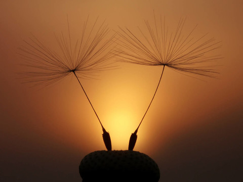 夫婦