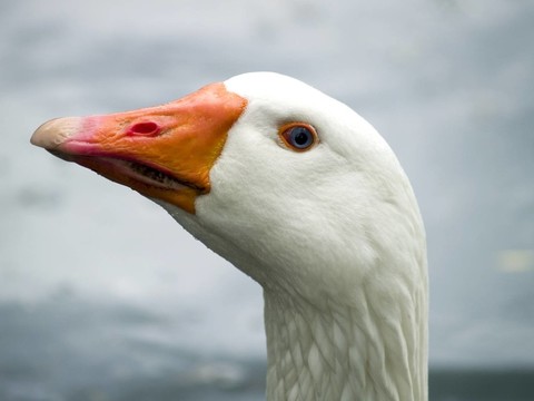 hausgans III