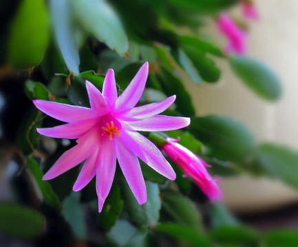 假曇花屬