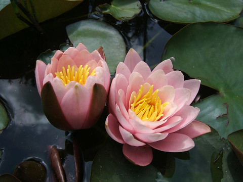 雙色玫瑰
