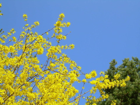 黄色的春天
