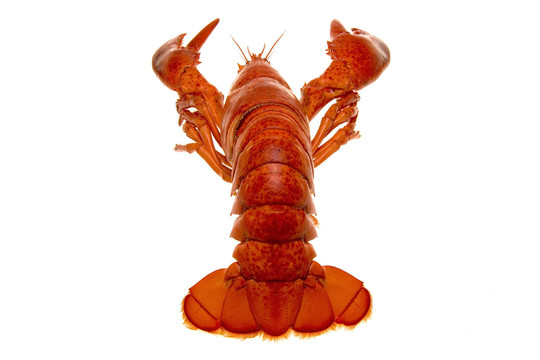 食品