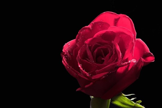 玫瑰花水
