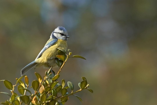 bluetit