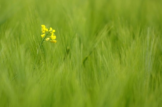 開花