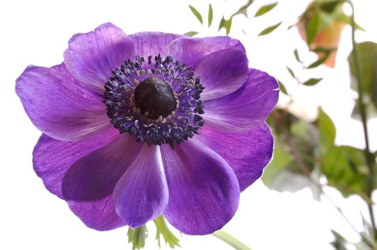 銀蓮花