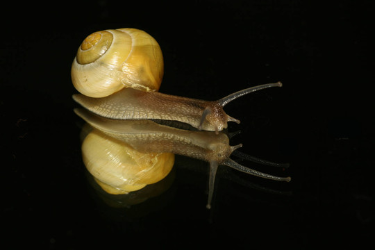 蝸牛1