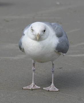 飛行的鳥