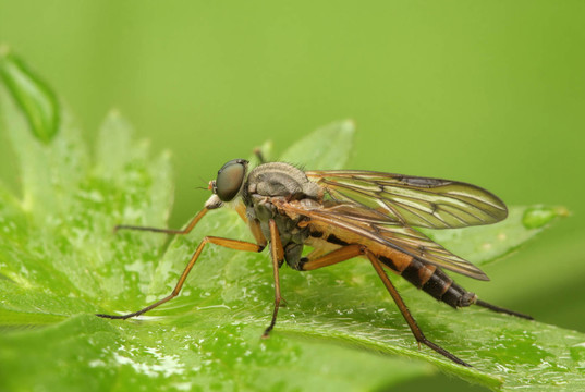 raubfliege