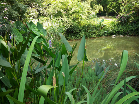 景觀小池塘