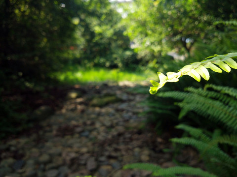 蕨類植物 腎蕨