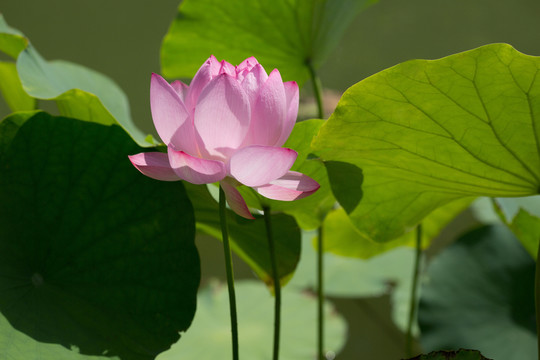 荷花