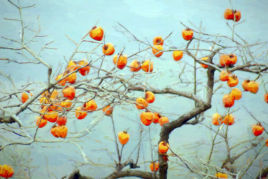柿子油畫