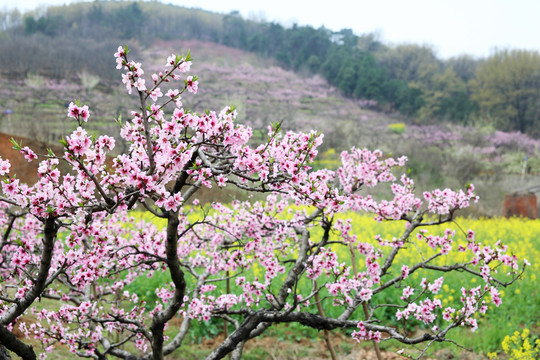 山坡春色