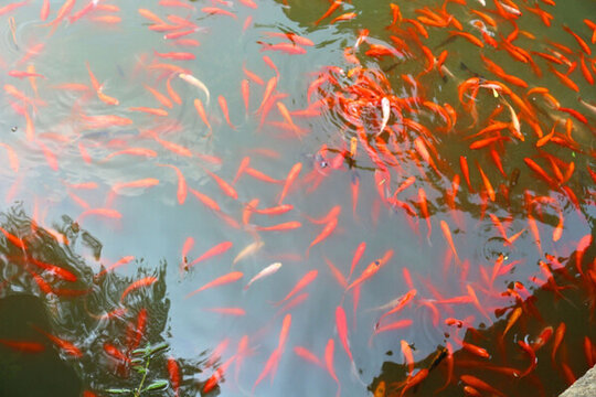 紅鯉魚