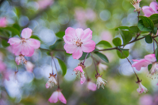 桃花