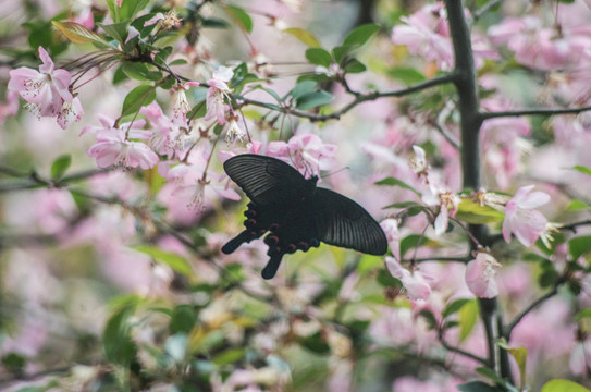 蝴蝶花叢