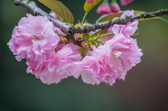 櫻花