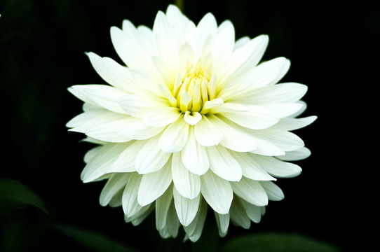 dahlie1