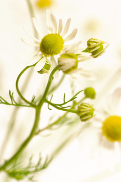 洋甘菊花
