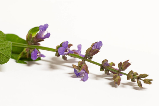 salbeiblüTE