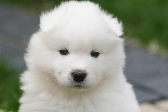 年輕的samojedenwelpe
