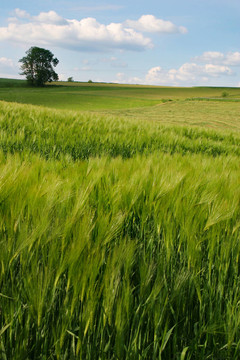 Gerstenfeld