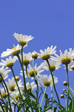 雛菊