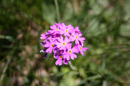 花卉