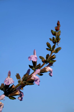 藍(lán)色