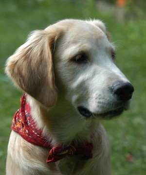 金毛獵犬