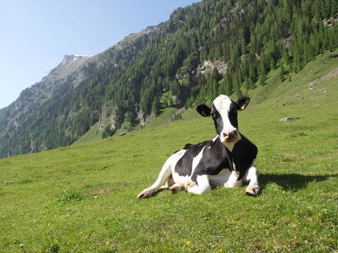 tusnelda