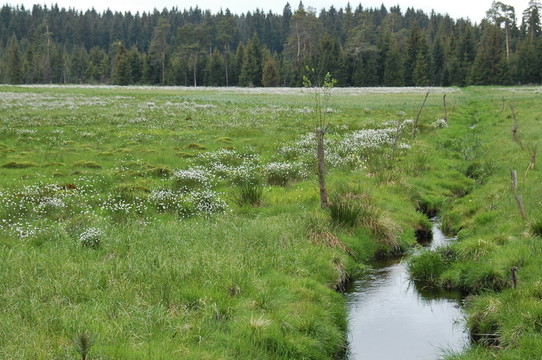 荒野之花5