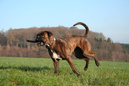 拳師犬