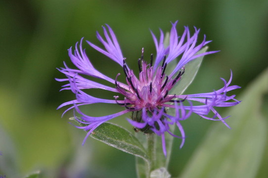 丁香花